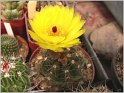 Notocactus ottonis 1